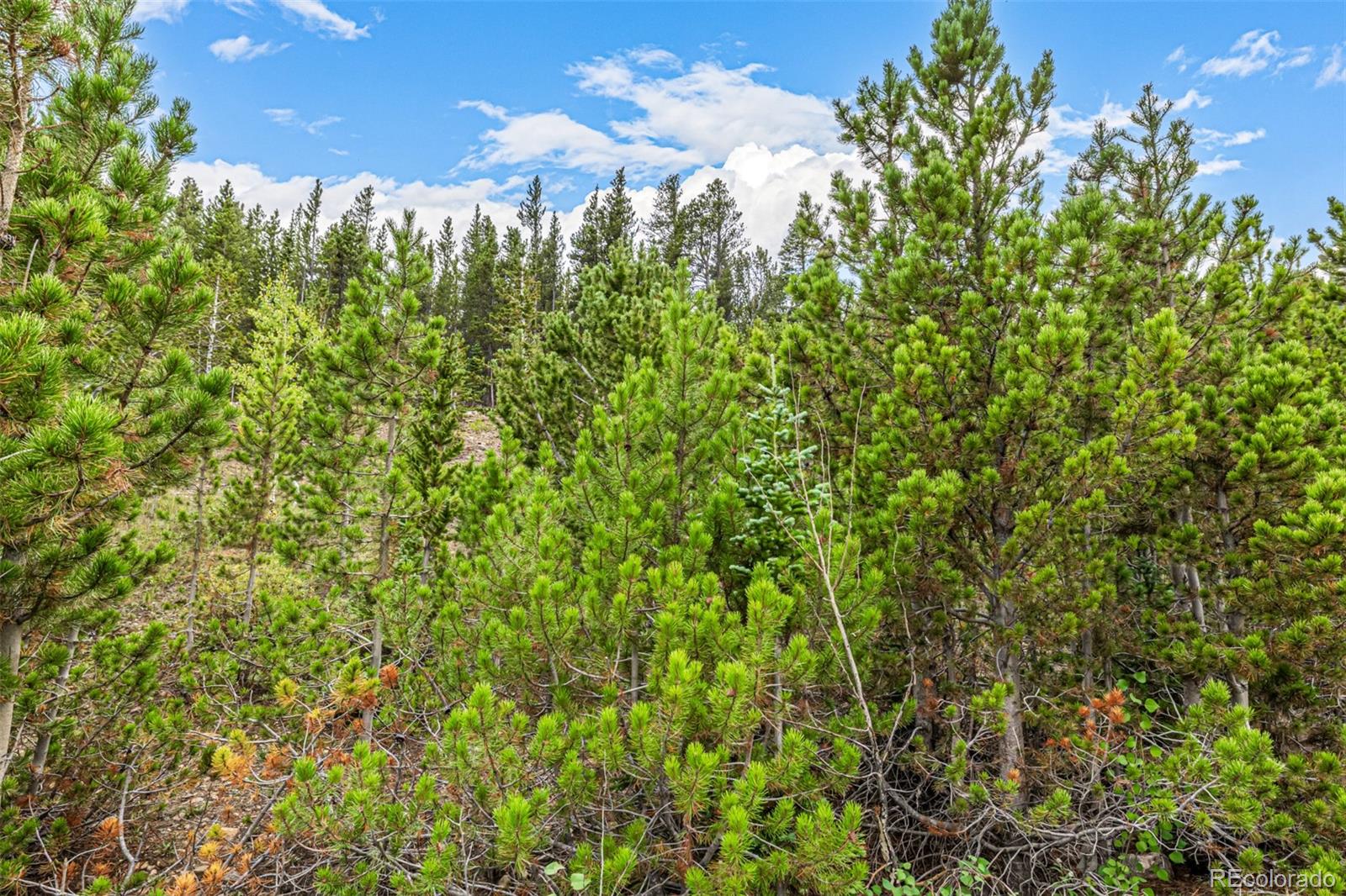 Aspen Road Idaho Springs, CO 80452 - Photo 13 of 26 a view of a yard
