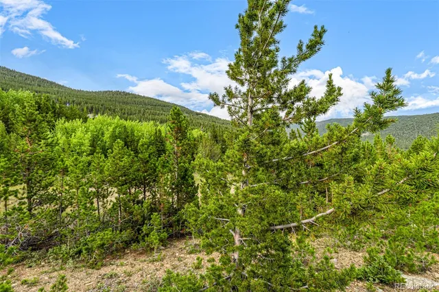 a view of a bunch of trees
