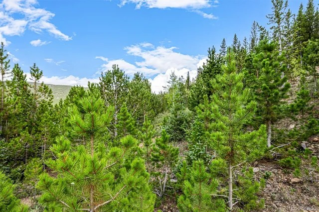 a view of a tree in a garden