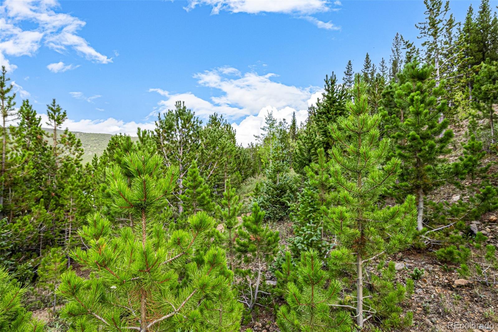 Aspen Road Idaho Springs, CO 80452 - Photo 19 of 26 a view of a tree in a garden