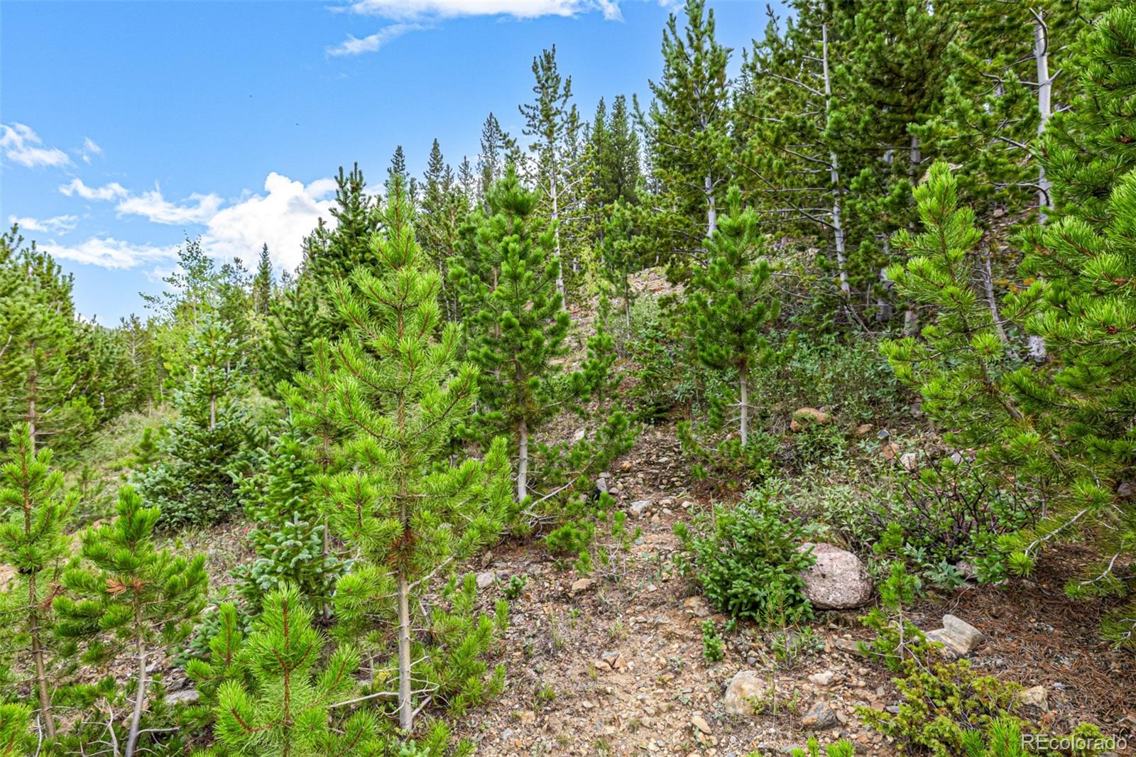 Aspen Road Idaho Springs, CO 80452 - Photo 20 of 26 a view of a garden with plants