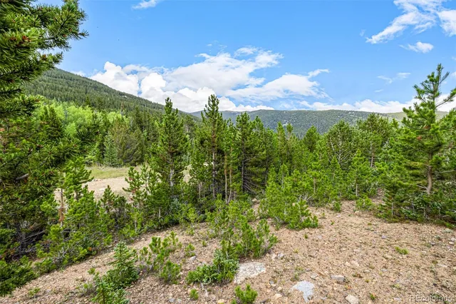 a view of a bunch of trees and bushes