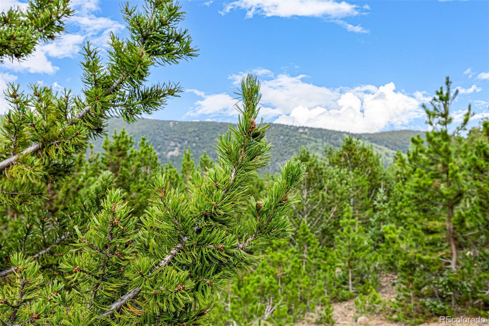 Aspen Road Idaho Springs, CO 80452 - Photo 23 of 26 a close up of a flower in a garden