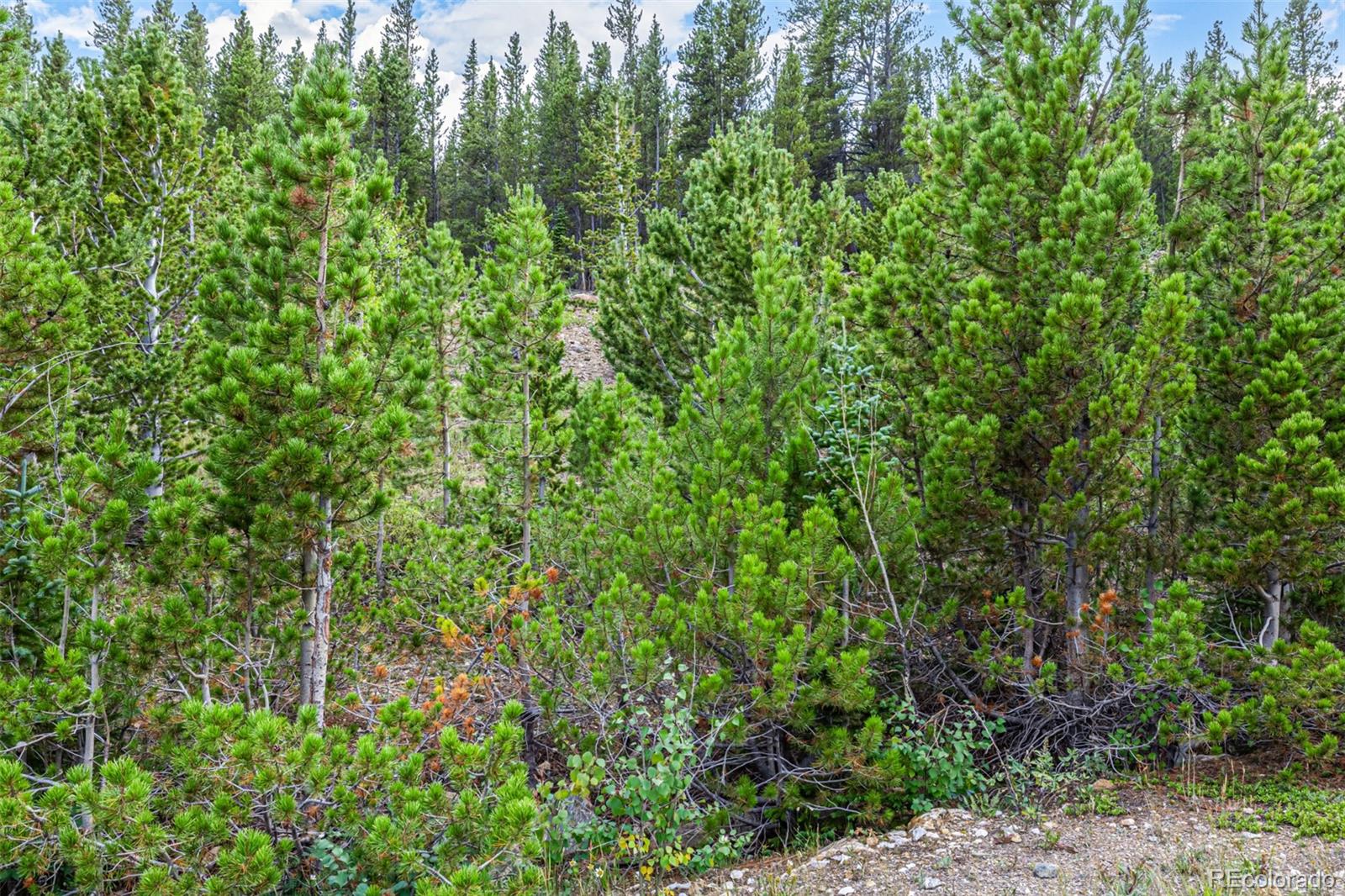 Aspen Road Idaho Springs, CO 80452 - Photo 5 of 26 a view of a lush green forest