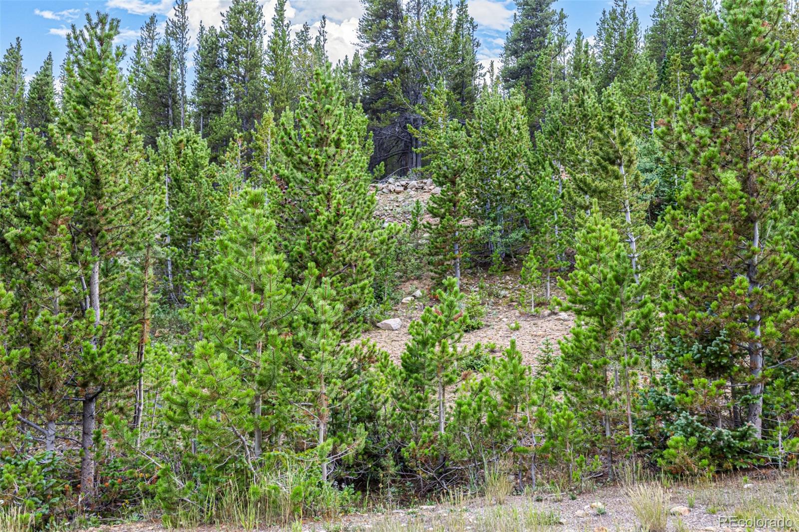 Aspen Road Idaho Springs, CO 80452 - Photo 7 of 26 a view of a garden with a tree