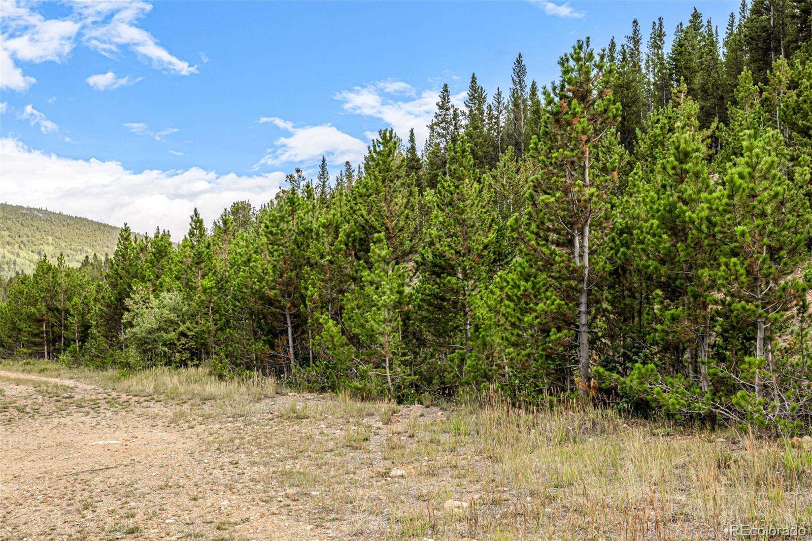 Aspen Road Idaho Springs, CO 80452 - Photo 9 of 26 a view of a yard with plants and trees