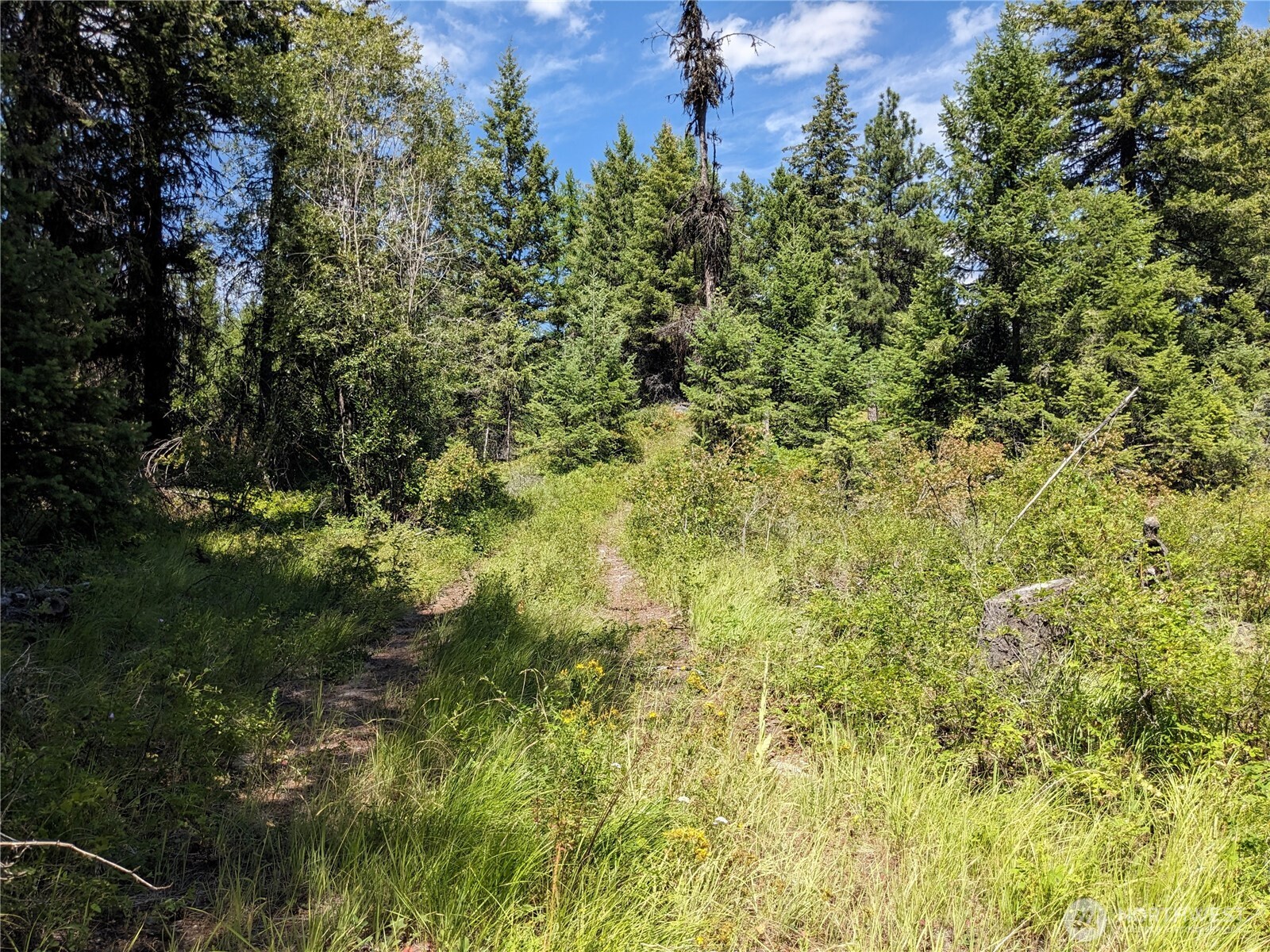 0 Mule Deer Road Republic, WA 99166 - Photo 23 of 23 a view of a lush green forest with large trees
