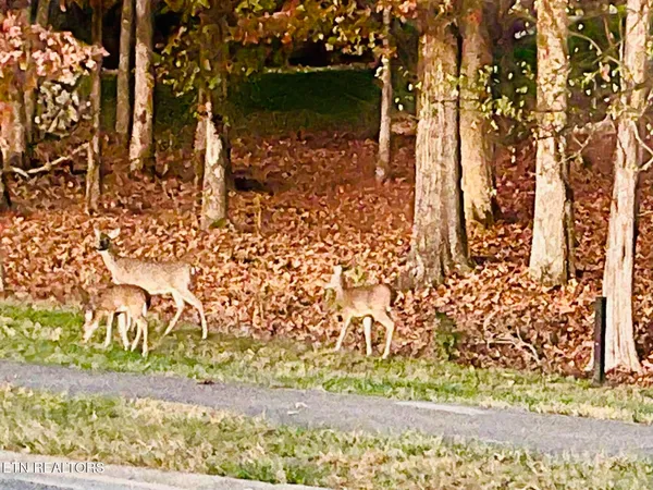 $179,000 | 158 Hammock Court, Loudon, TN 37774