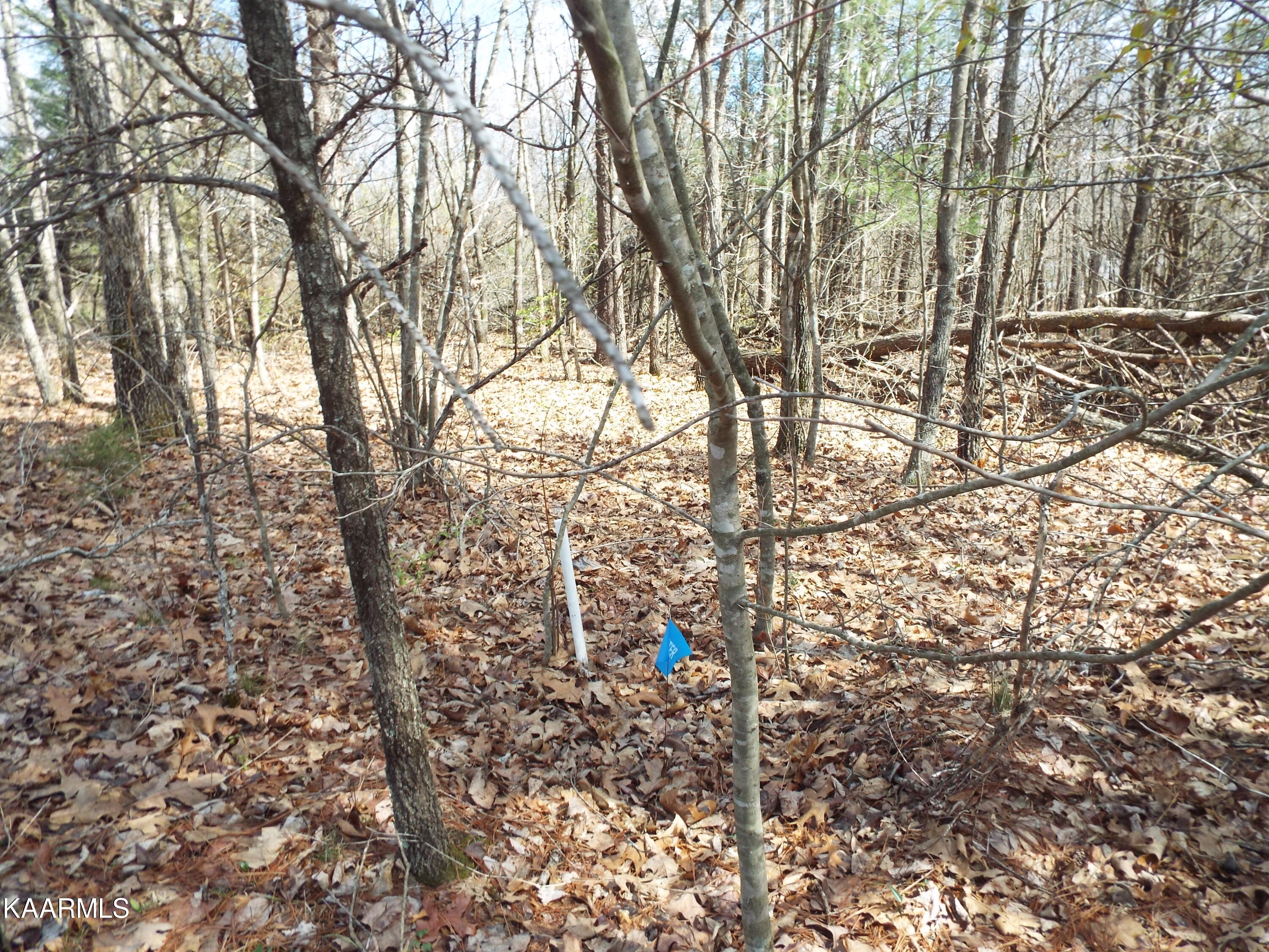 Stanley Hood Road Crossville, TN 38571 - Photo 5 of 12 DSCF2079