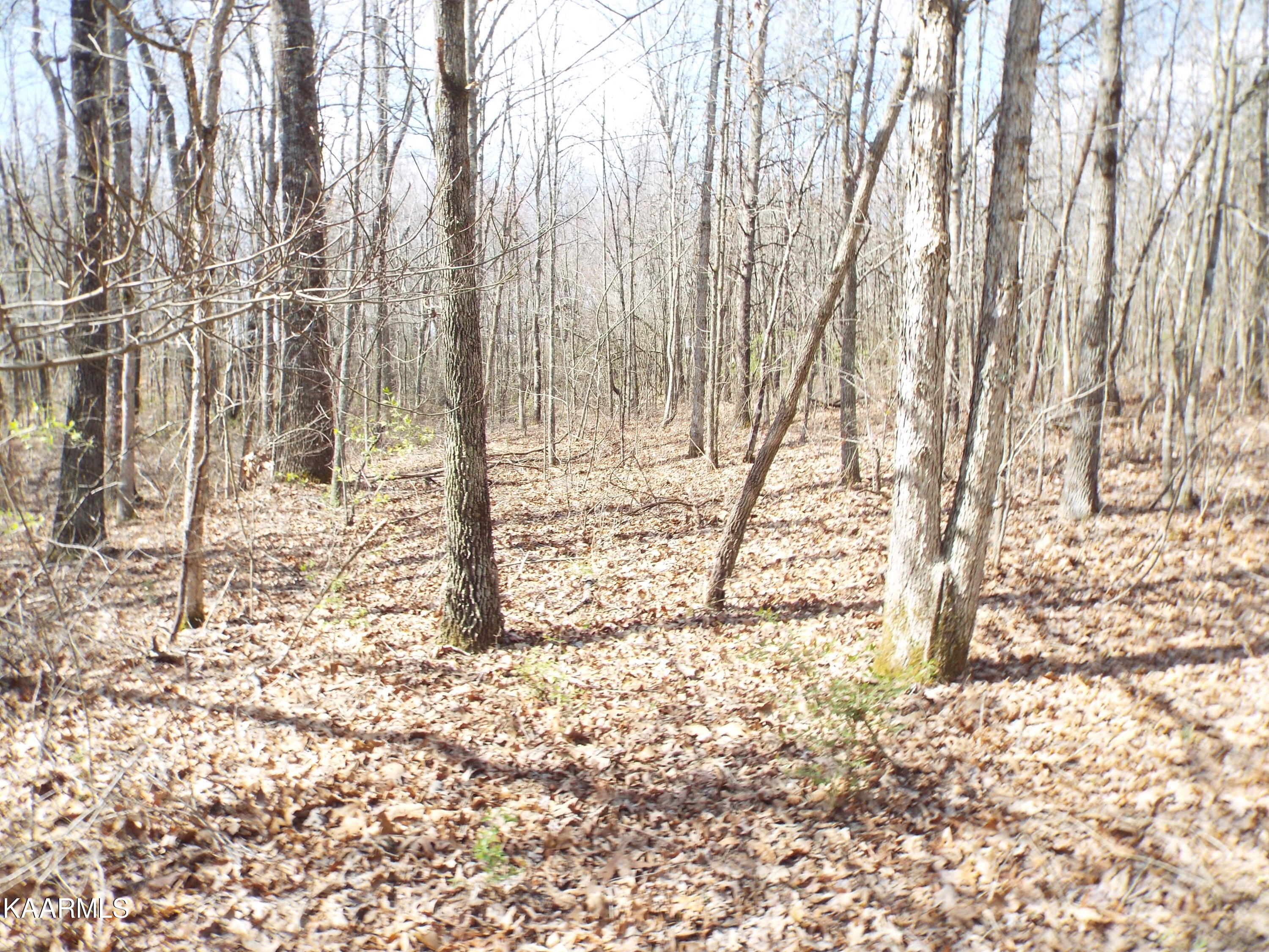 Stanley Hood Road Crossville, TN 38571 - Photo 8 of 12 DSCF2089