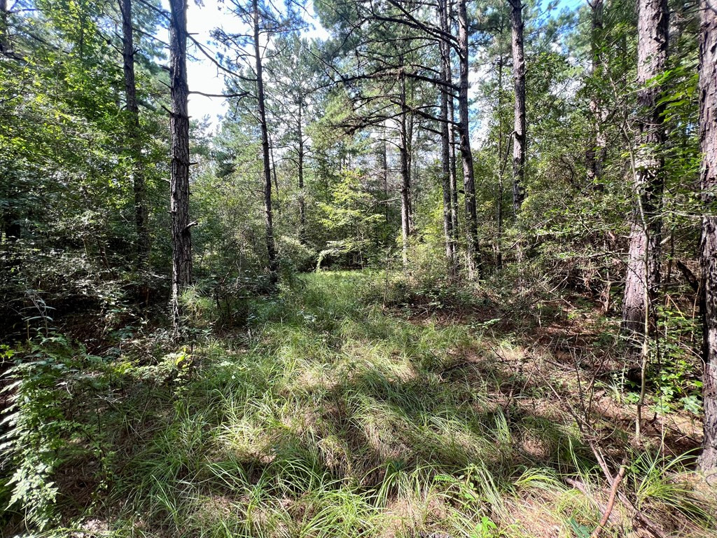 Tbd Rose Hill Road Silver Creek, MS 39663 - Photo 3 of 18 Photo 3