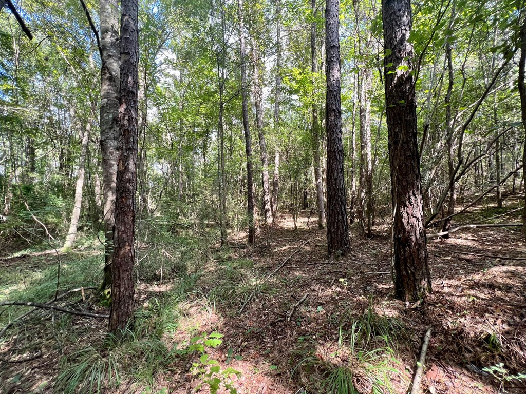 Tbd Rose Hill Road Silver Creek, MS 39663 - Photo 4 of 18 Photo 4