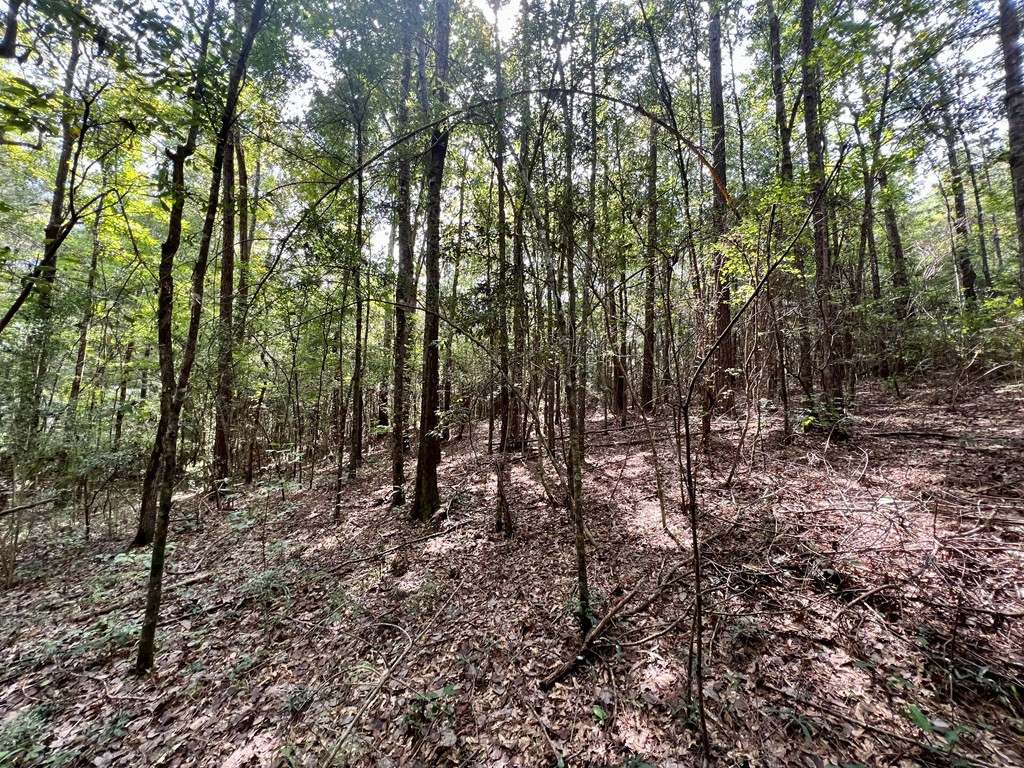 Tbd Rose Hill Road Silver Creek, MS 39663 - Photo 5 of 18 Photo 5