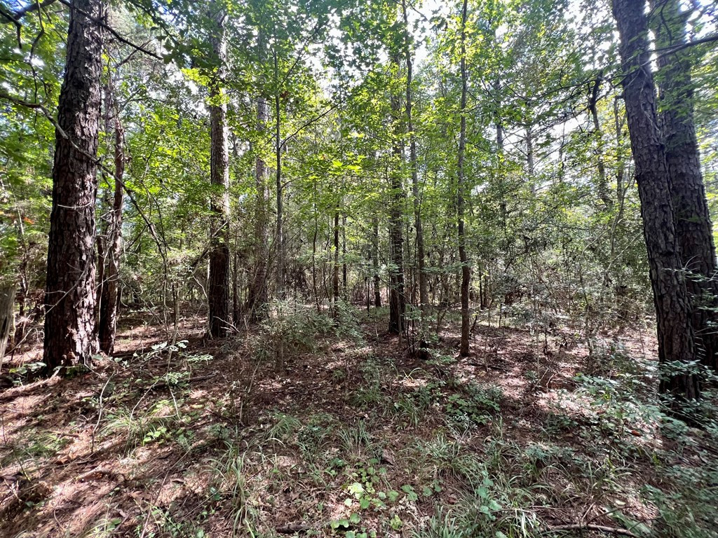 Tbd Rose Hill Road Silver Creek, MS 39663 - Photo 6 of 18 Photo 6