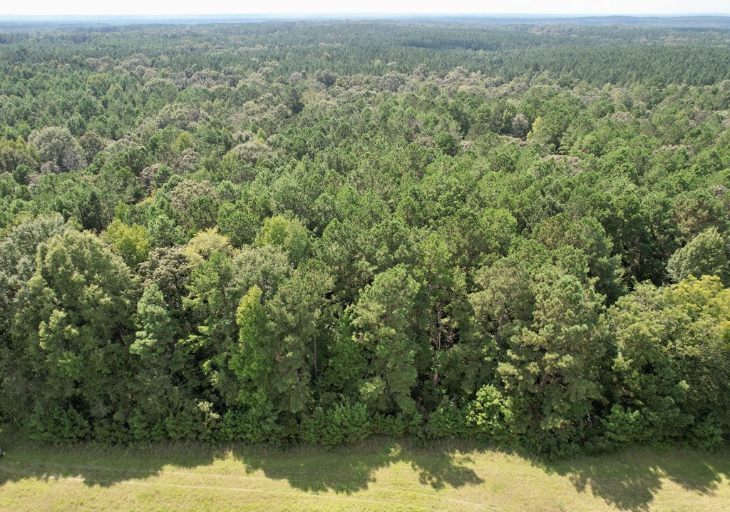 Tbd Rose Hill Road Silver Creek, MS 39663 - Photo 8 of 18 Photo 8