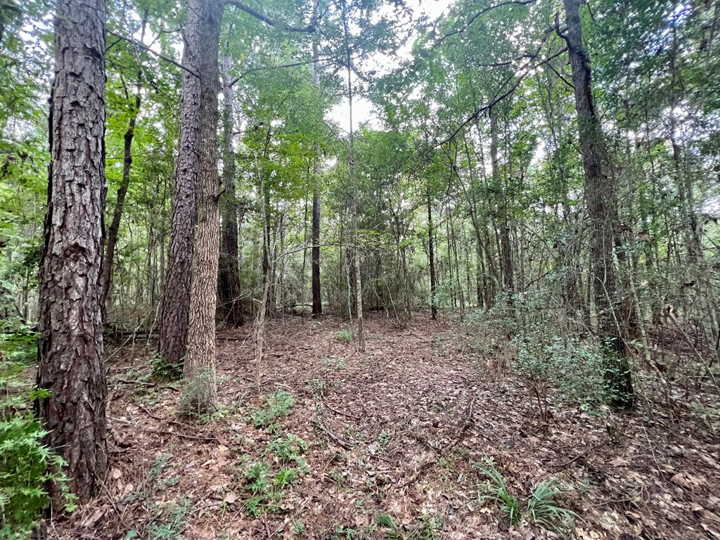 Tbd Rose Hill Road Silver Creek, MS 39663 - Photo 9 of 18 Photo 9