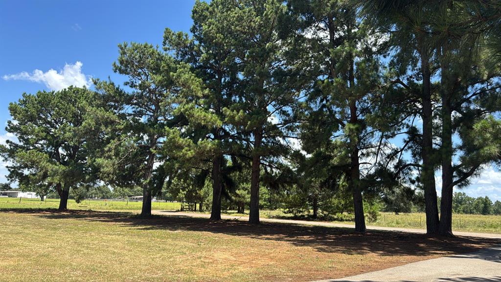 5337 Dusty Road Athens, TX 75752 - Photo 26 of 32 Mature Trees