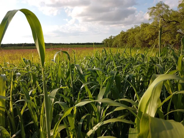 $104,390 | 223 Clyde Tx 79510, Clyde, TX 79510