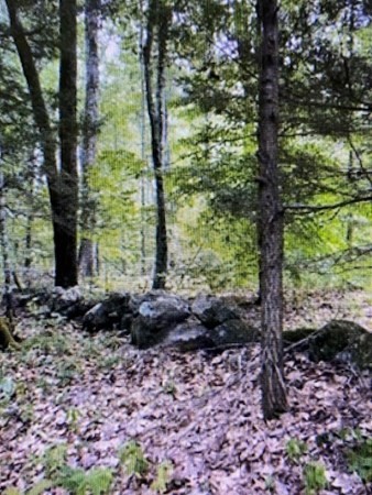 a large tree in the middle of the forest