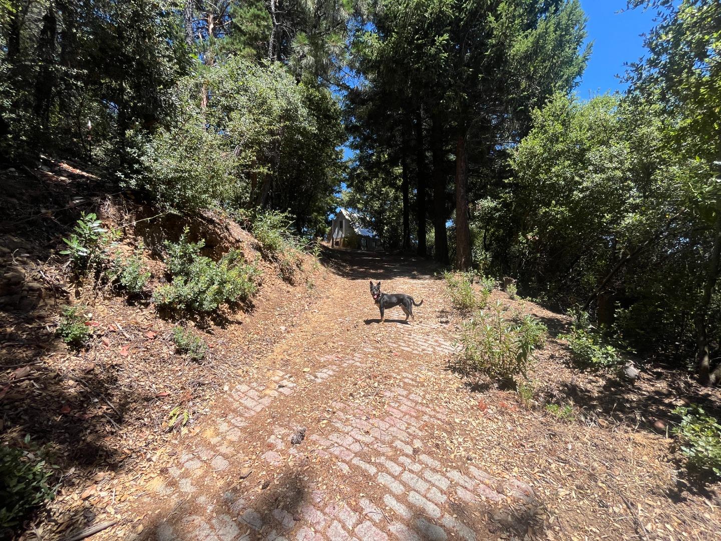 101 Silverline Road Los Gatos, CA 95033 - Photo 16 of 19 a view of a yard covered in snow