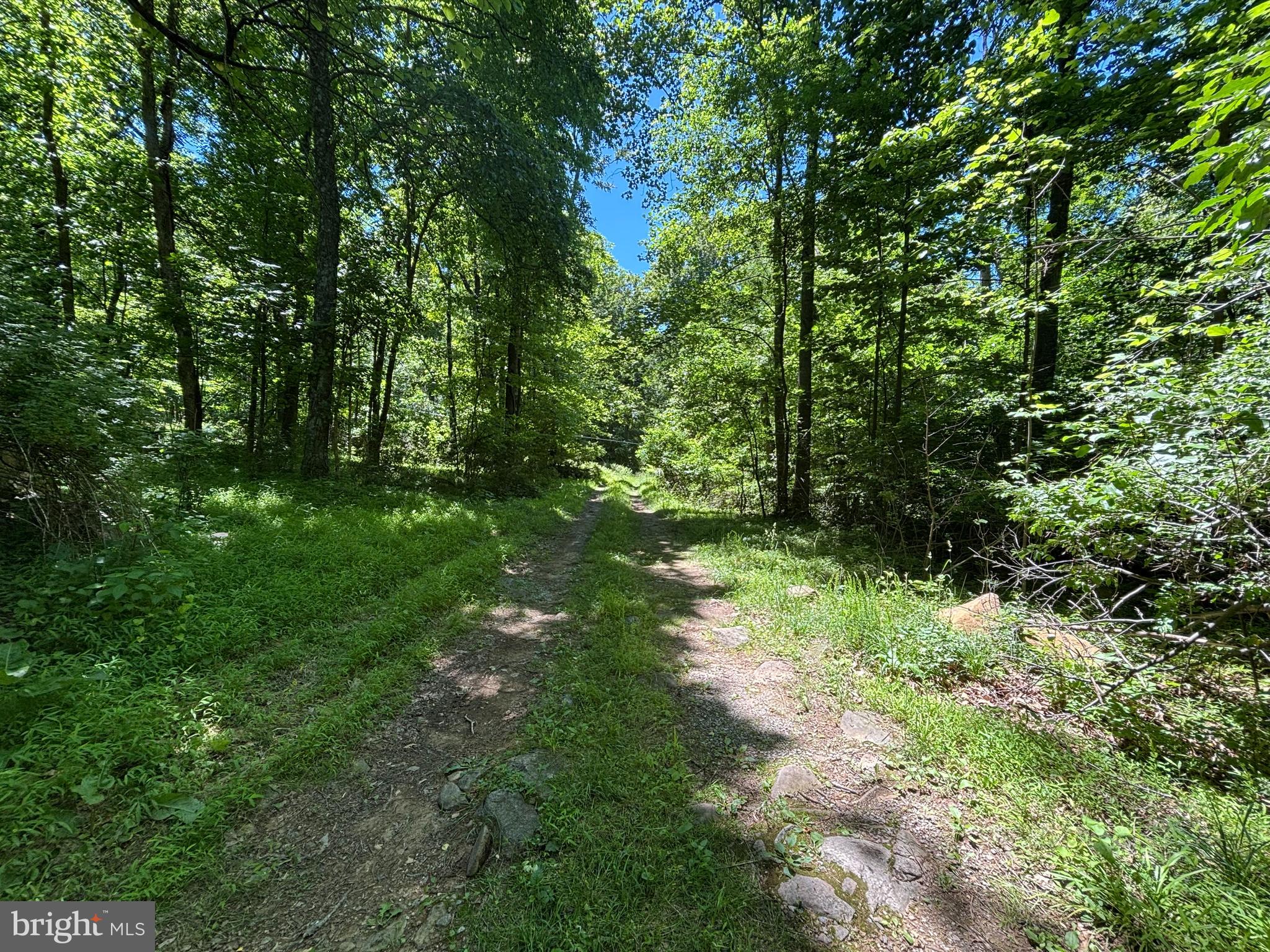 Jordan Hollow Road Stanley, VA 22851 - Photo 16 of 26 Path from road leading into property