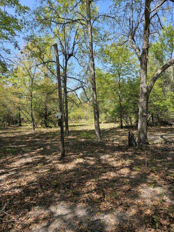 Tbd Tbd Edisto Church/veterans Road Williston, SC 29853 - Photo 5 of 9
