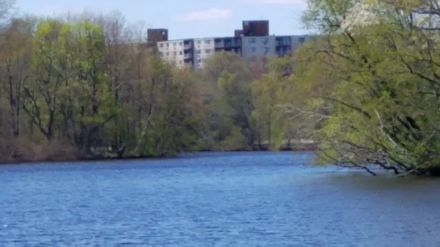 a view of a field with a tree in the background