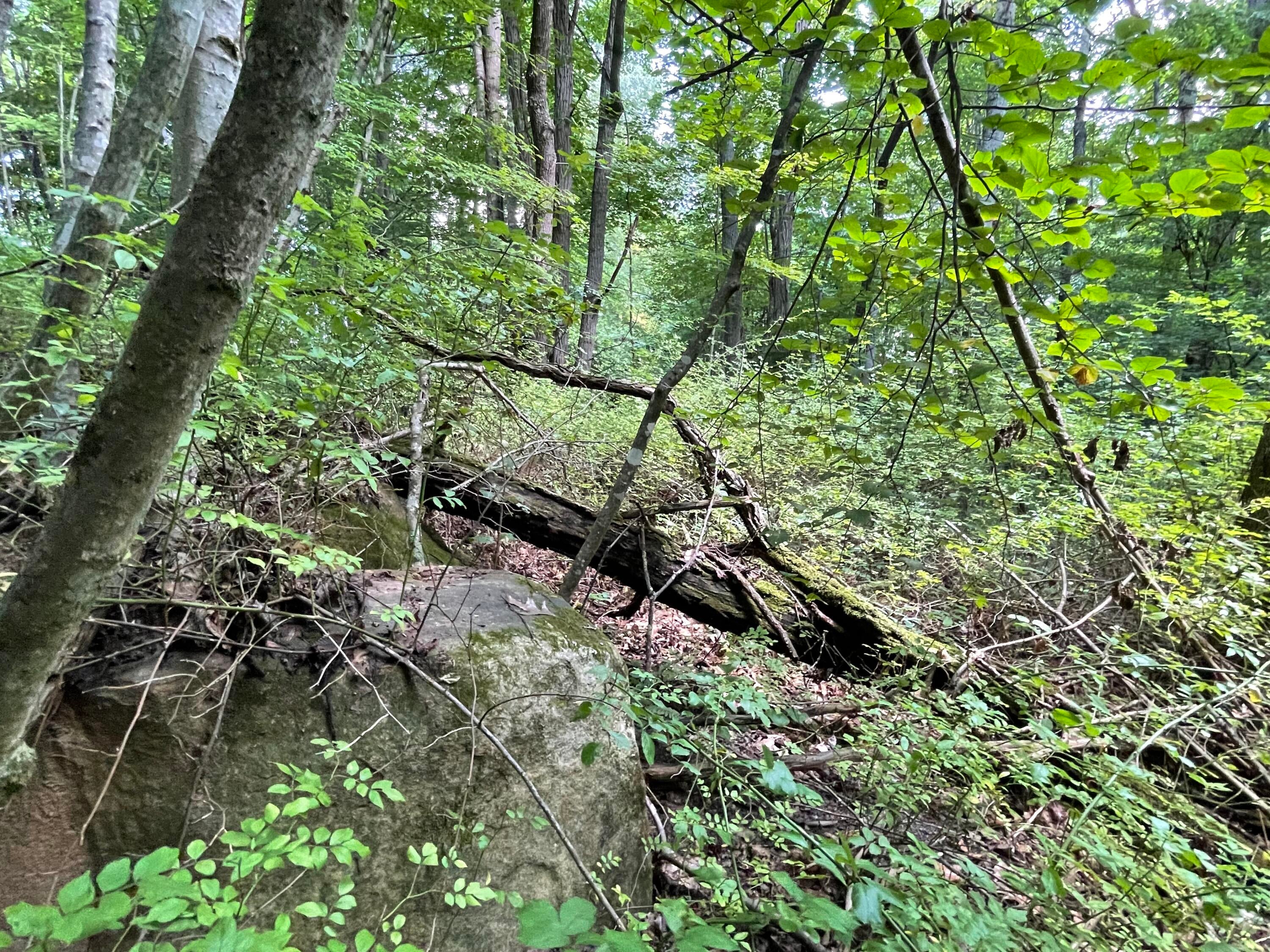 Keeney Mountain Road Sandstone, WV 25985 - Photo 18 of 19 Gallery Image 18