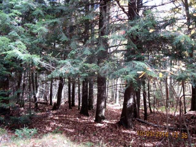 7-acres Sabinois Point Road Pelican Lake, WI 54463 - Photo 8 of 19 Gallery Image 8