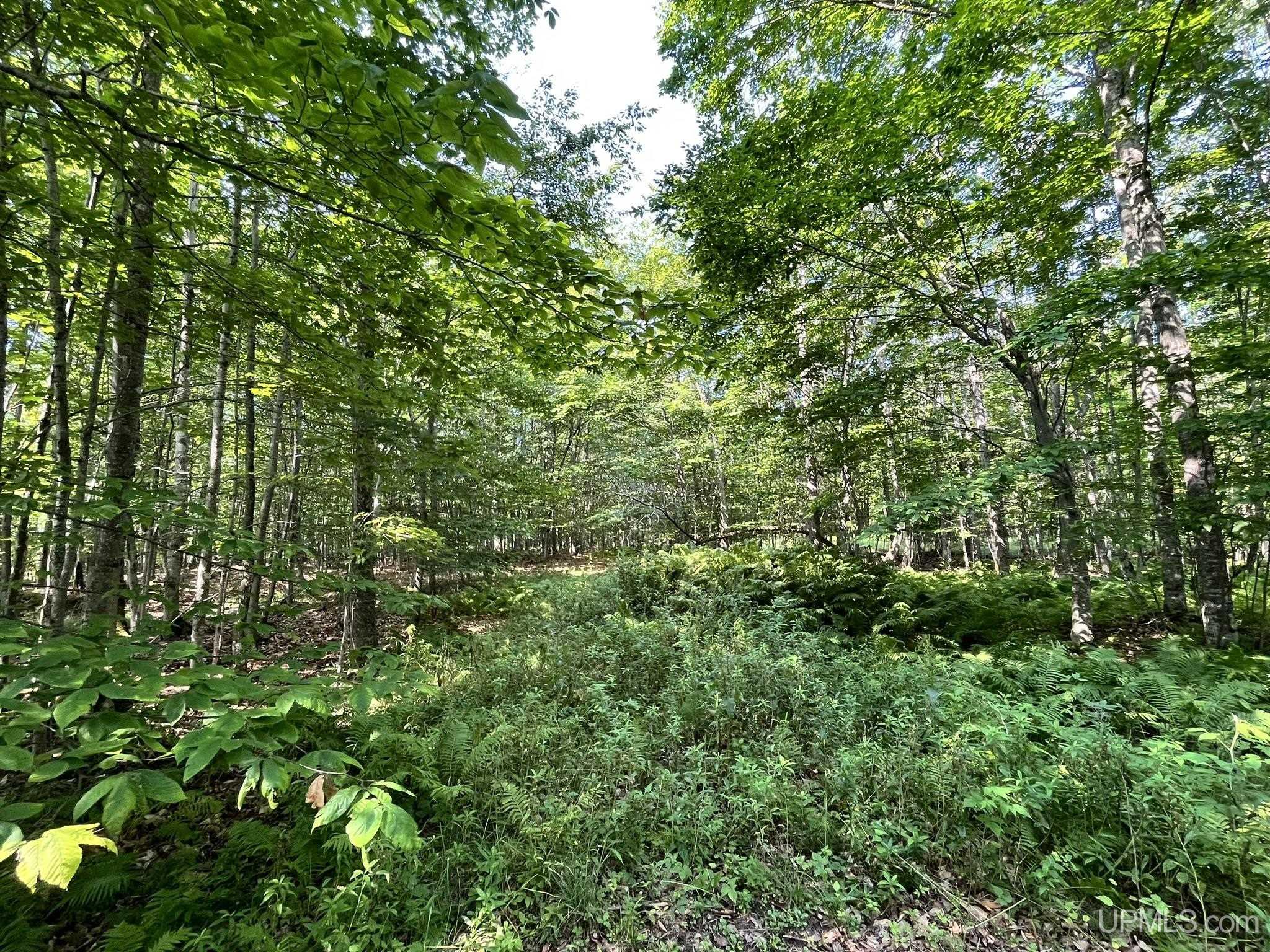 Tbd Neazor Point Road South Germfask, MI 49836 - Photo 12 of 27 Gallery Image 12