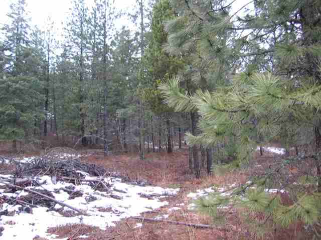 0 Nickleson Road Elk, WA 99009 - Photo 3 of 3