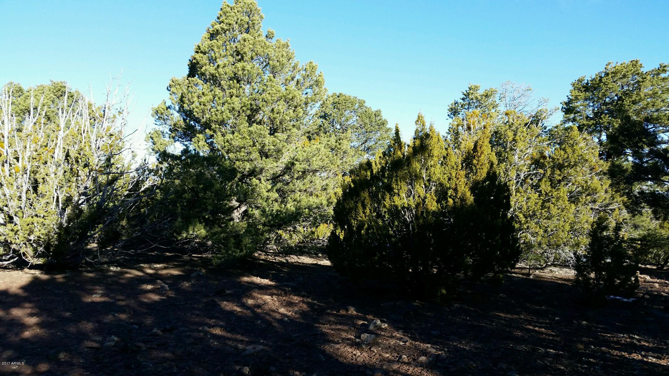 Lot 33 Ridge View Drive, Unit 33 Concho, AZ 85924 - Photo 1 of 5 trees 33