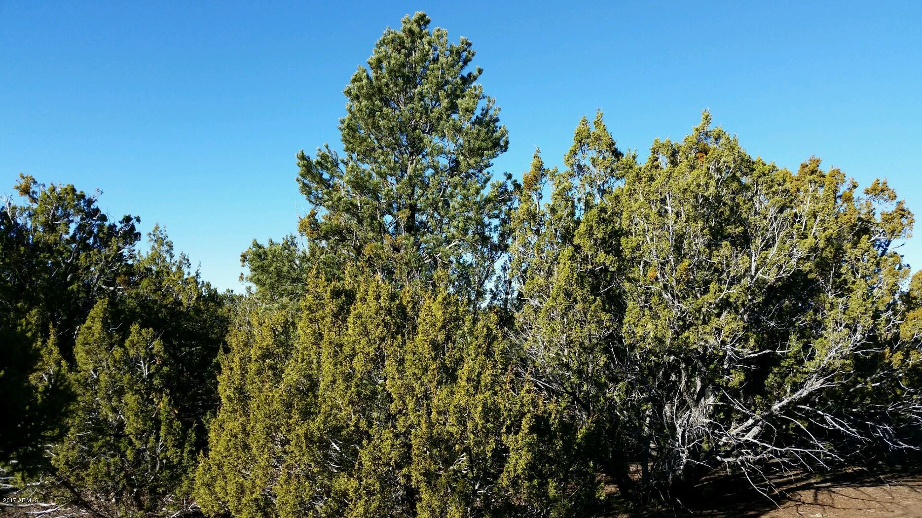 Lot 33 Ridge View Drive, Unit 33 Concho, AZ 85924 - Photo 3 of 5 large tree