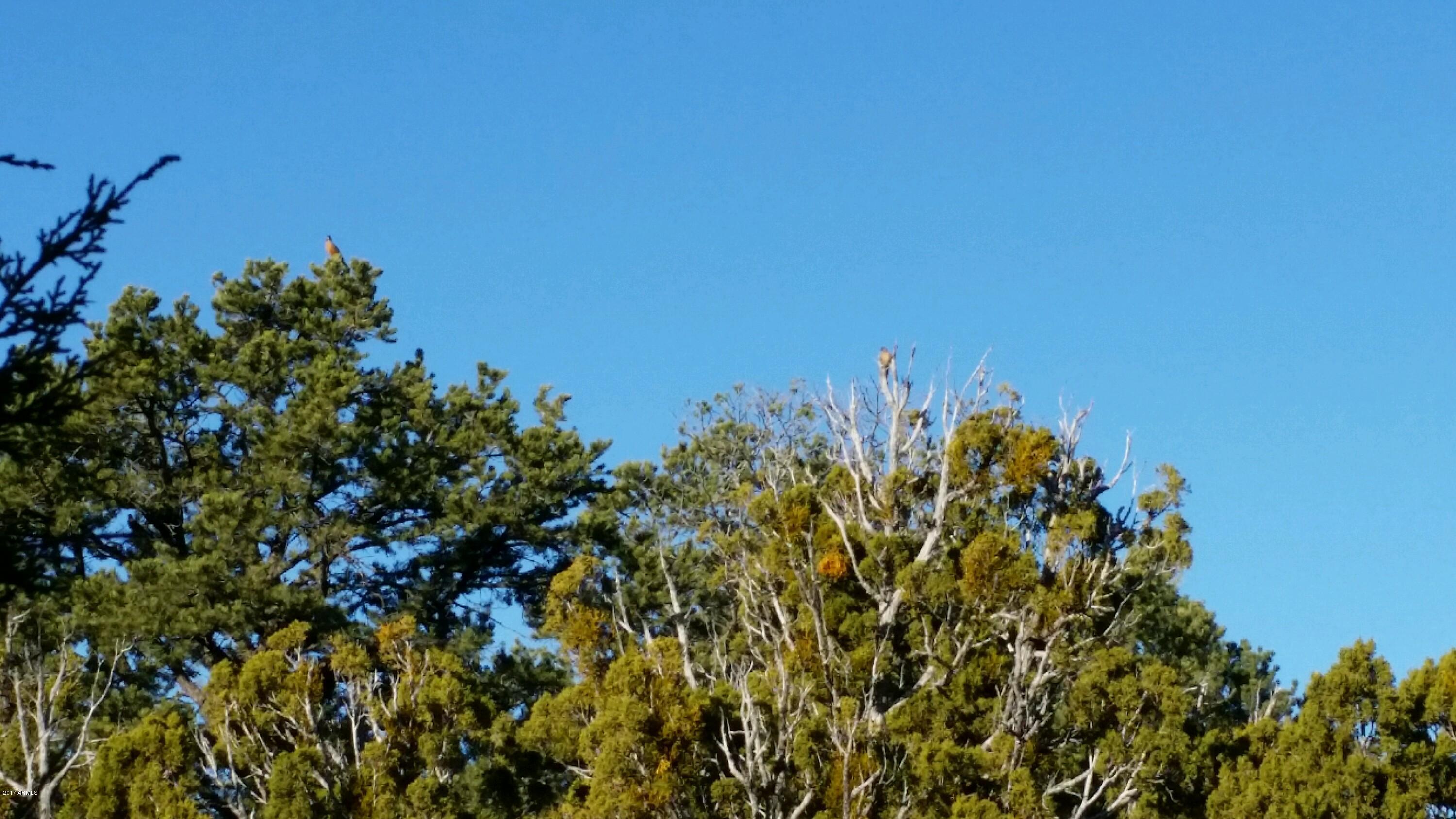 Lot 33 Ridge View Drive, Unit 33 Concho, AZ 85924 - Photo 5 of 5 2 Robins on treetop