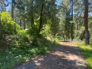 6433 Peg Leg Mine Road Georgetown, CA 95634 - Photo 6 of 9 a view of a yard with plants and trees