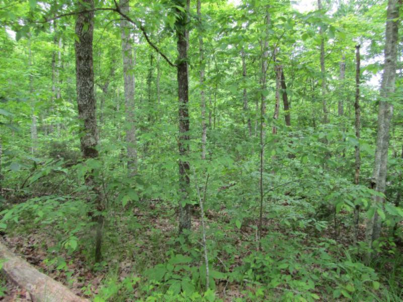 Lot 5 Red Oak Ridge Road Celina, TN 38551 - Photo 8 of 16 05122020 066