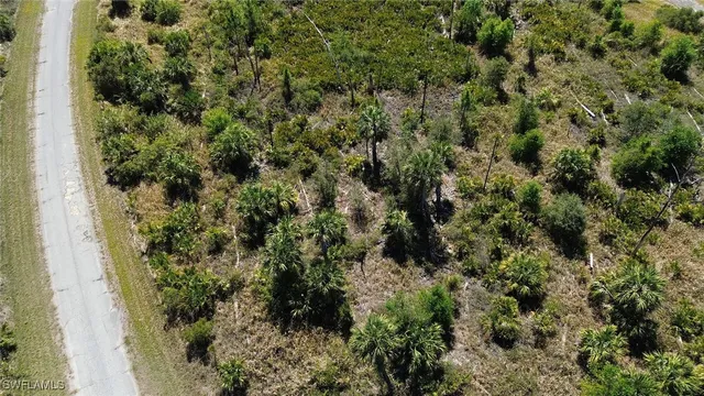 a view of a forest with a tree
