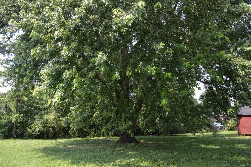 312 Copeland Road Clarksville, TN 37042 - Photo 10 of 10 a view of a park