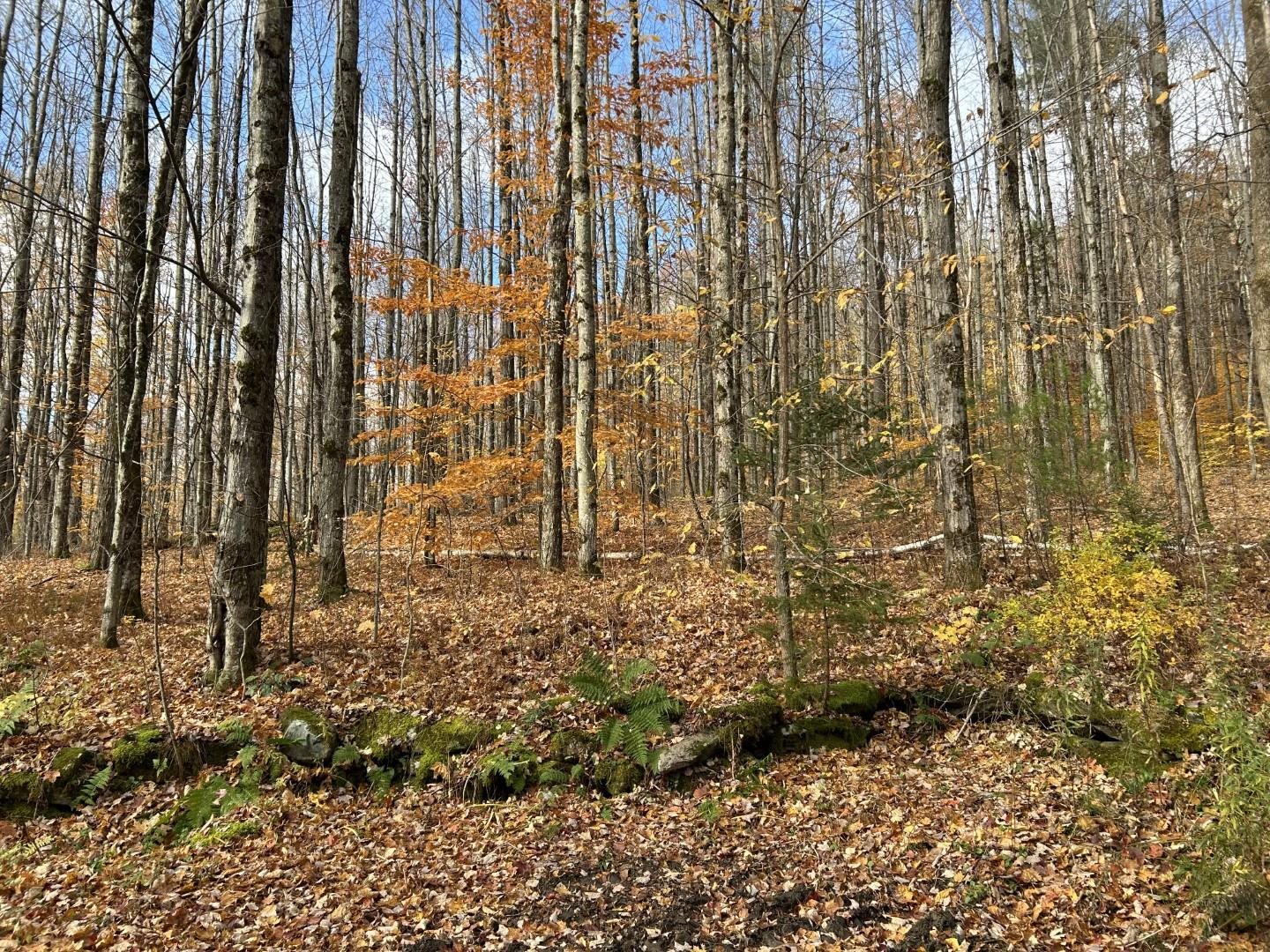 2913 Lincoln Hill Road Hinesburg, VT 05461 - Photo 10 of 18 Gallery Image 10