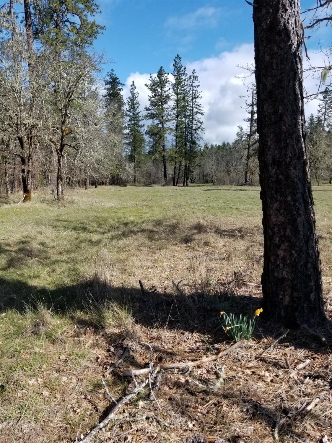 0 Dick George Road Cave Junction, OR 97523 - Photo 11 of 14 Additional Photo