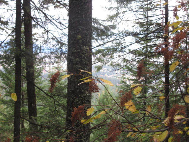 Nka West Creek Side Road Post Falls, ID 83854 - Photo 1 of 1 IMG_7944
