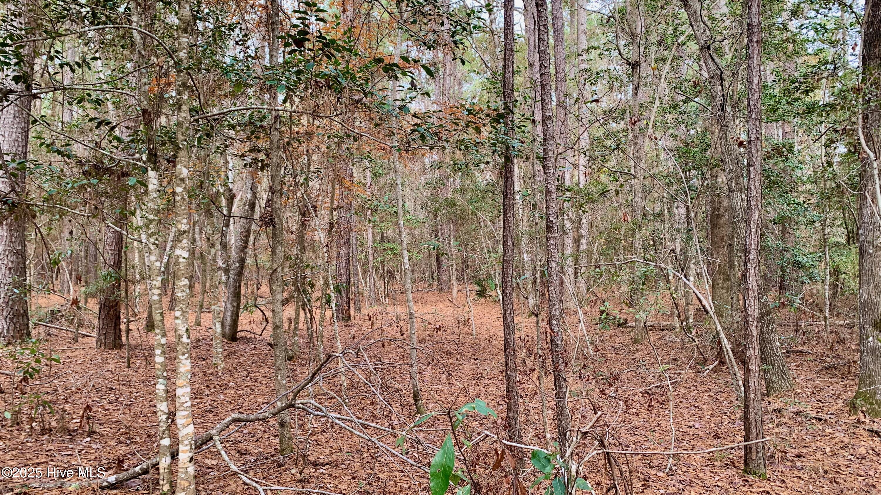 0 Bell Point Road Merritt, NC 28556 - Photo 8 of 8 Interior vegetation