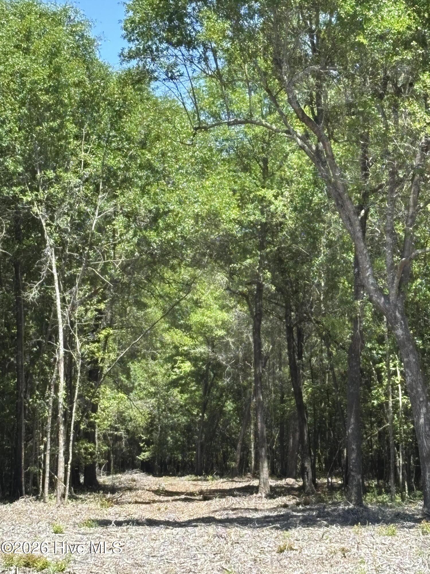 0 Warbonnet Road Springfield, SC 29146 - Photo 4 of 16 Driveway from Warbnnet Rd