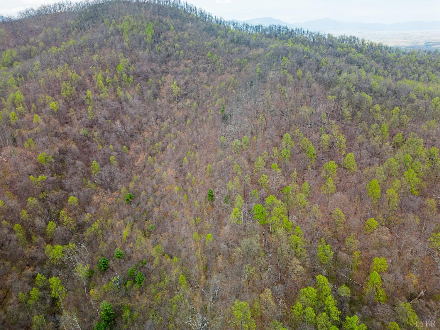 0 Wares Gap Road Monroe, VA 24574 - Photo 14 of 37 a view of a forest with trees in the background