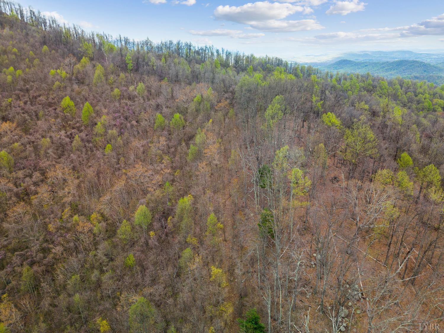 0 Wares Gap Road Monroe, VA 24574 - Photo 17 of 37 a view of a yard with a tree
