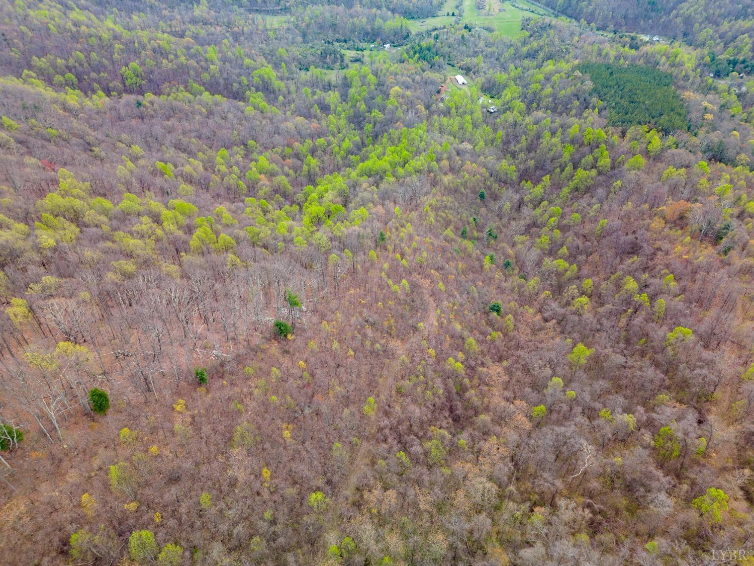 0 Wares Gap Road Monroe, VA 24574 - Photo 23 of 37 a close up of a plant