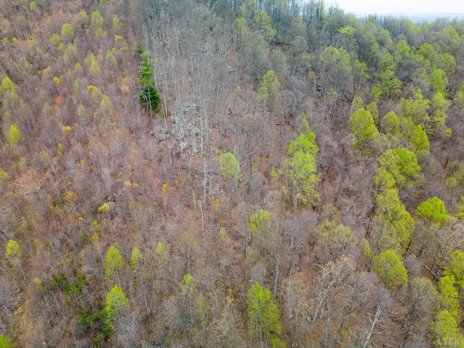 0 Wares Gap Road Monroe, VA 24574 - Photo 27 of 37 a close up of a plant