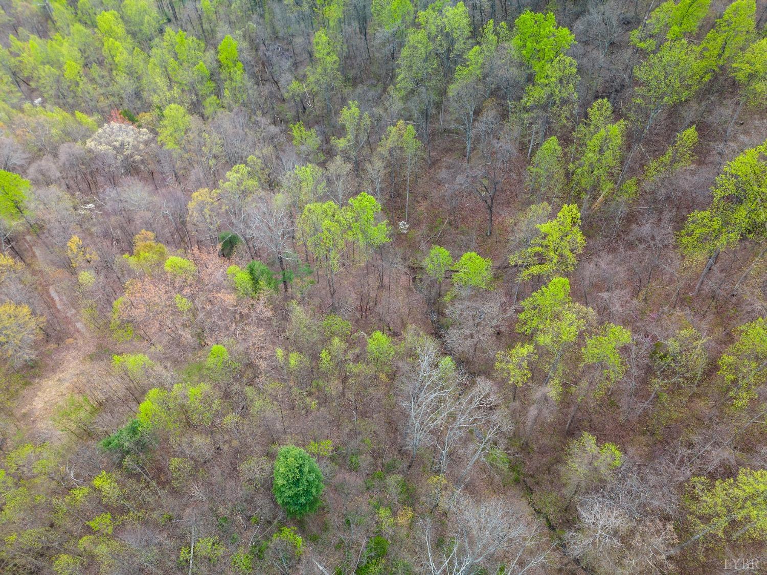 0 Wares Gap Road Monroe, VA 24574 - Photo 28 of 37 a close up of a flower