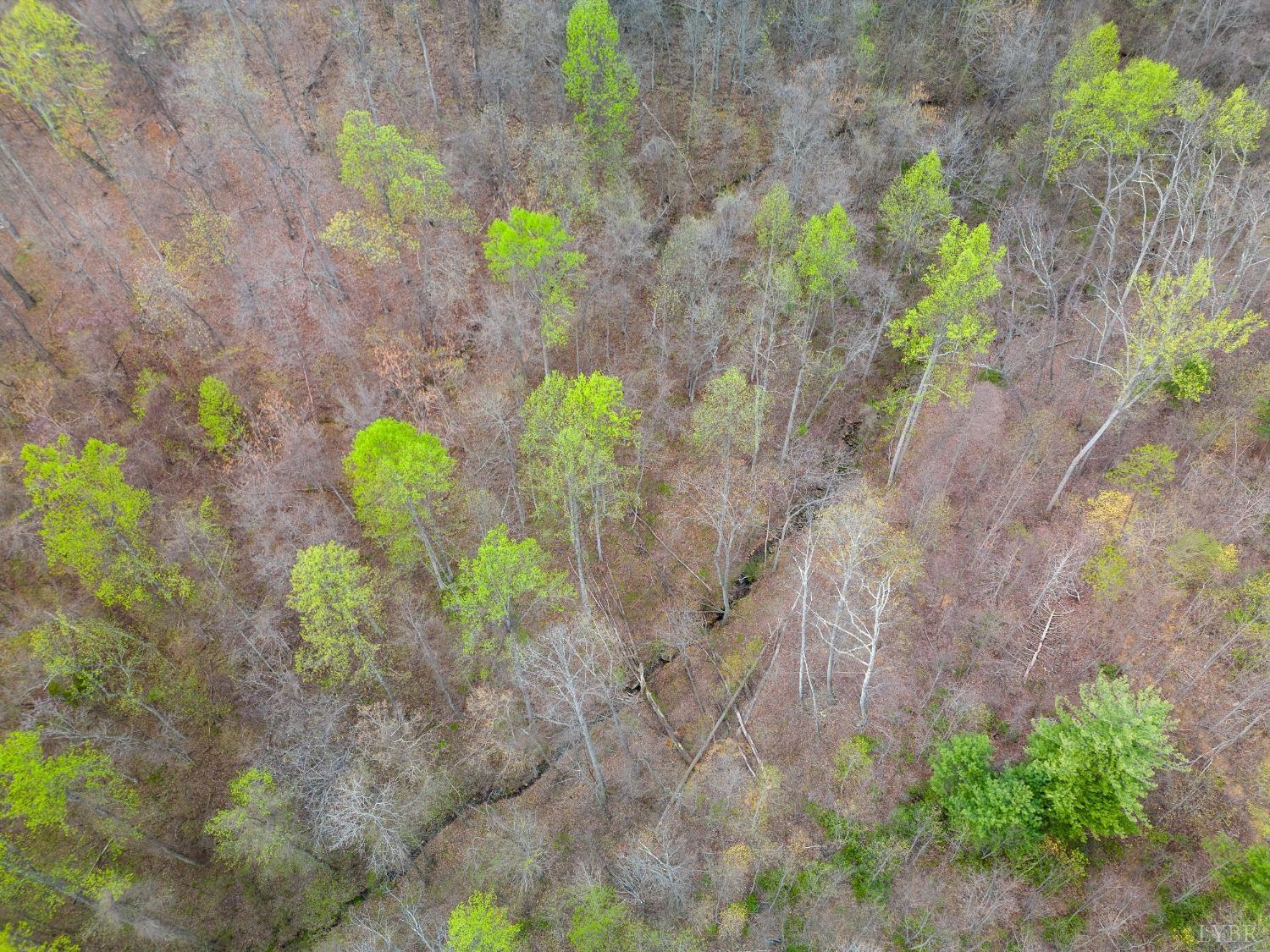 0 Wares Gap Road Monroe, VA 24574 - Photo 29 of 37 a vase of flowers