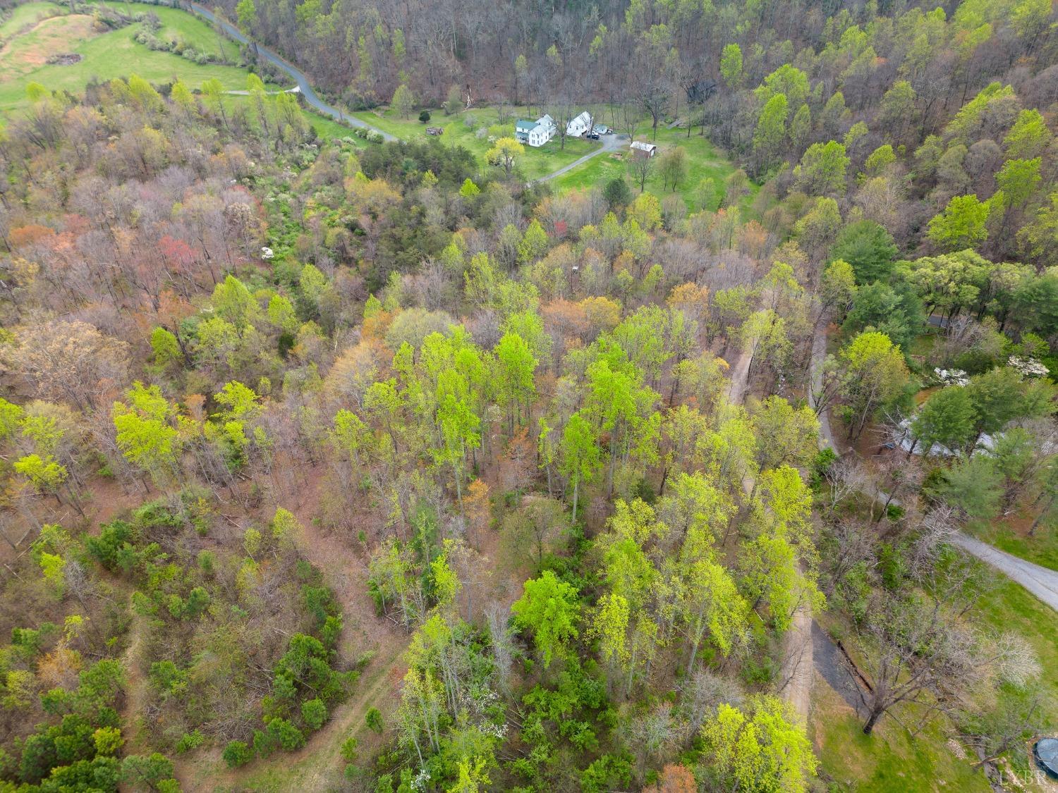 0 Wares Gap Road Monroe, VA 24574 - Photo 36 of 37 a close up of a plant